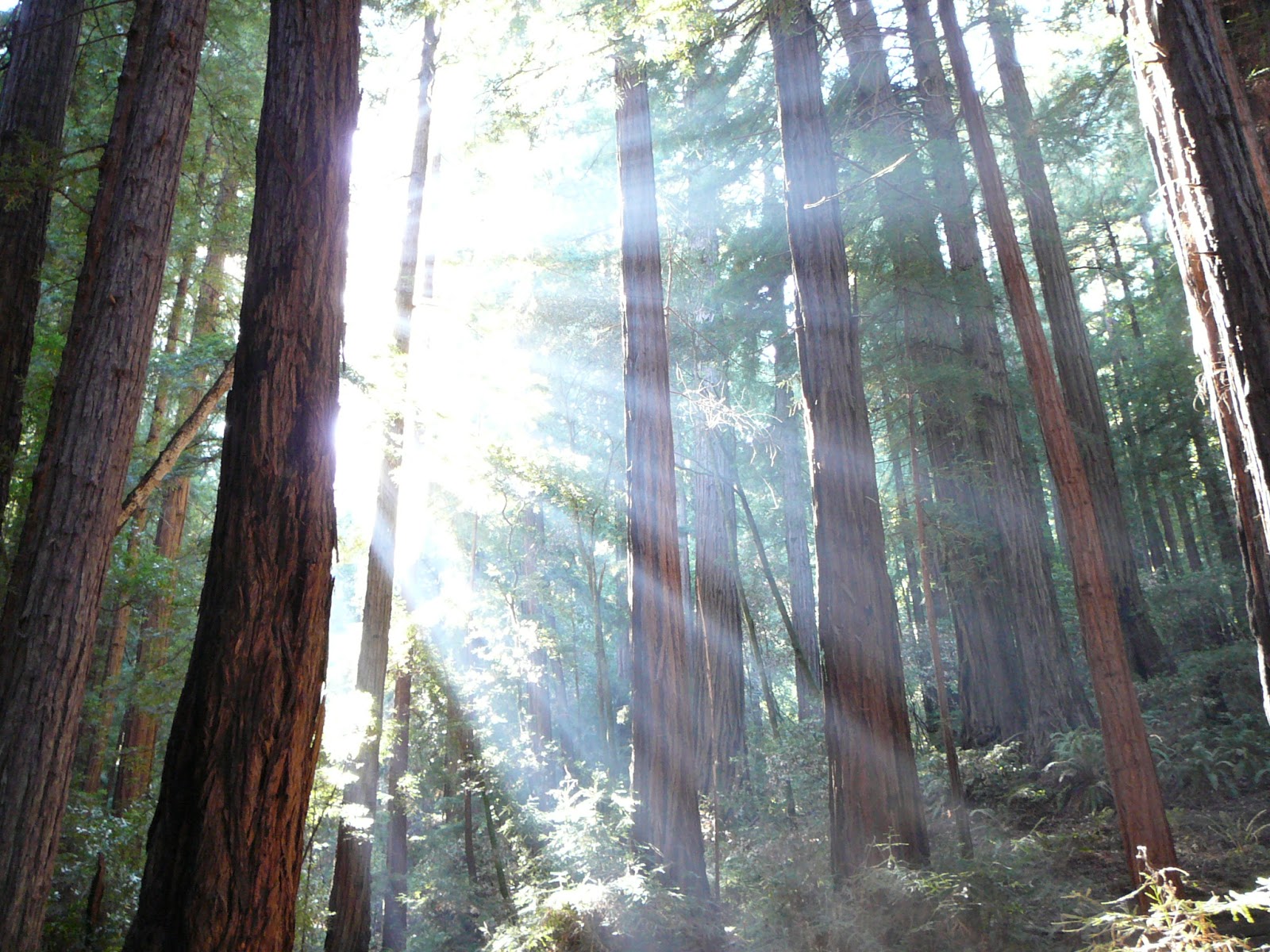 Fun Things to Do in Marin County This Fall